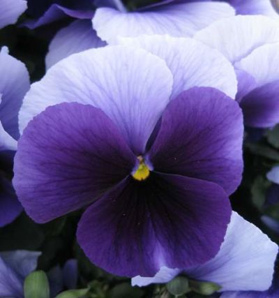 Виола крупноцветковая Селло Биконсфилд (1уп-100шт)