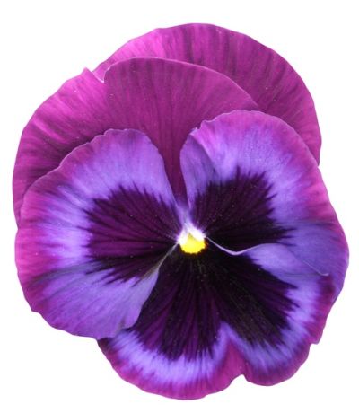 Виола крупноцветковая Пауэр Блю Джинс (1уп-100шт)