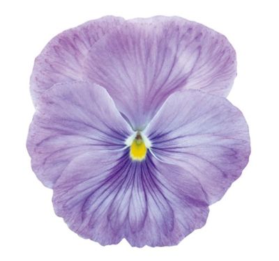 Виола крупноцветковая Динамит Лавендер (1уп-100шт)