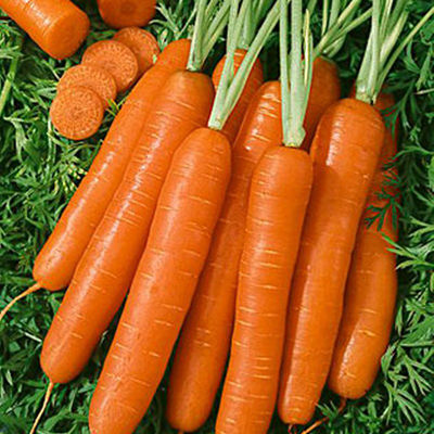 Морковь Нанте (банка-500гр) (фракция 1,6-2мм)