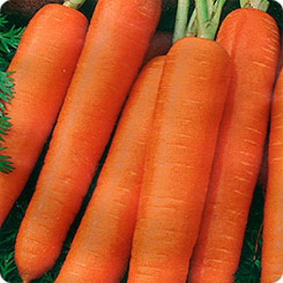 Морковь Нантская 4 (банка-500гр)