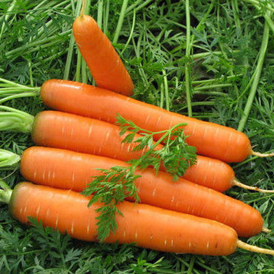 Морковь Форто (1уп-1 100 000шт)