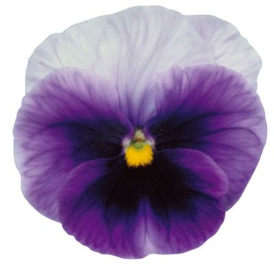 Виола крупноцветковая Динамит Бекон Блю (1уп-1000шт)