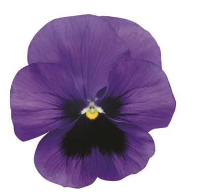 Виола крупноцветковая Динамит Блю виз блотч (1уп-1000шт)