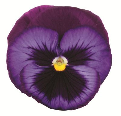 Виола крупноцветковая Динамит Блю Джинс (1уп-1000шт)