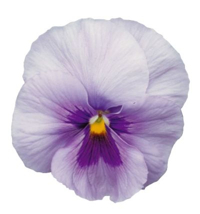 Виола крупноцветковая Динамит Блю Центр (1уп-1000шт)