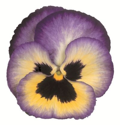 Виола крупноцветковая Динамит Блюберри Трилл (1уп-1000шт)