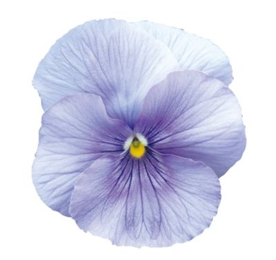 Виола крупноцветковая Динамит Лайт блю (1уп-100шт)