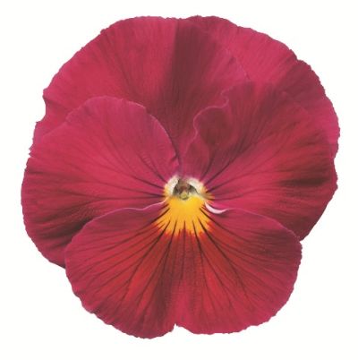 Виола крупноцветковая Динамит Роуз (1уп-1000шт)