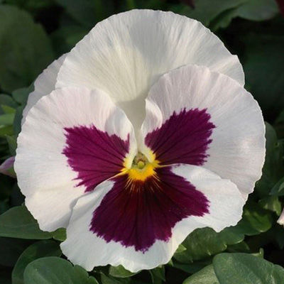 Виола крупноцветковая Иона Вайт виз роуз блотч (1уп-1000шт)
