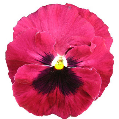 Виола крупноцветковая Иона Роуз виз блотч (1уп-100шт)