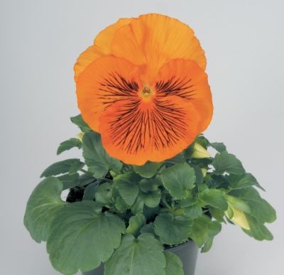 Виола крупноцветковая Кетс Оранж (1уп-100шт)