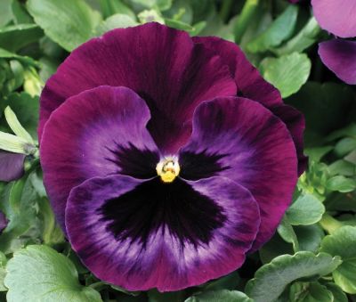 Виола крупноцветковая Колоссус Неон Виолет (1уп-100шт)