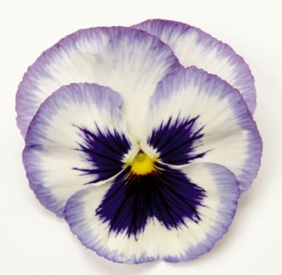 Виола крупноцветковая Матрикс Блю фрост (1уп-100шт)