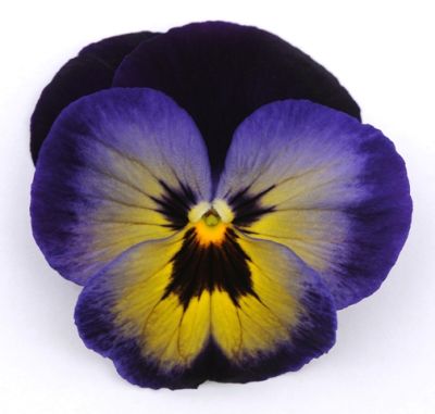 Виола крупноцветковая Матрикс Миднайт Глоу (1уп-1000шт)