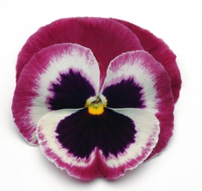 Виола крупноцветковая Матрикс Роуз Винг (1уп-1000шт)