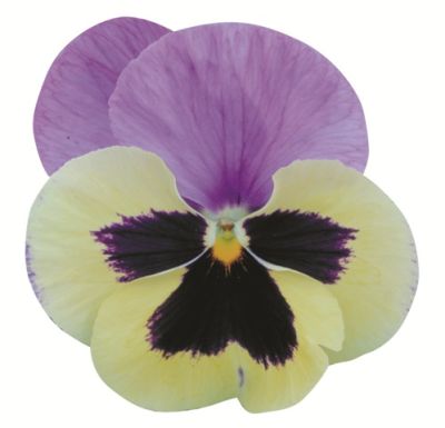 Виола крупноцветковая Пауэр Марина (1уп-100шт)