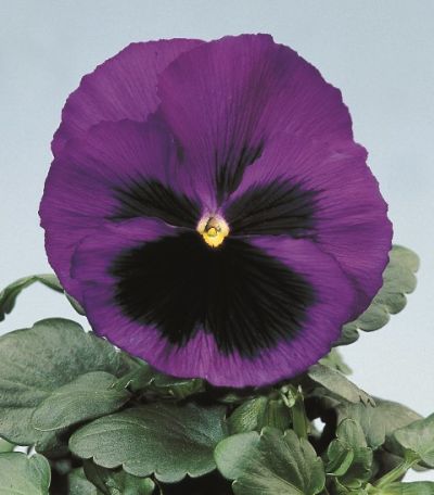 Виола крупноцветковая Селло Блю виз Блотч (1уп-1000шт)