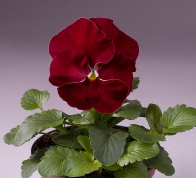 Виола крупноцветковая Селло Черри Роуз (1уп-100шт)