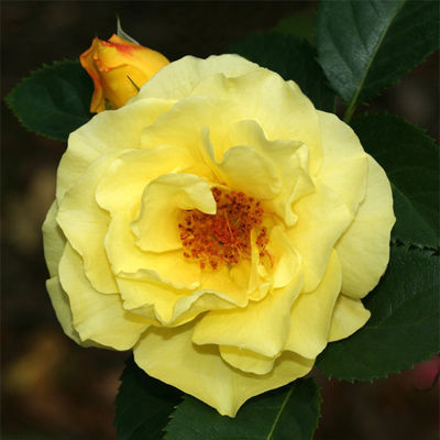 Роза парковая Лихткёниген Лючия (желтый)