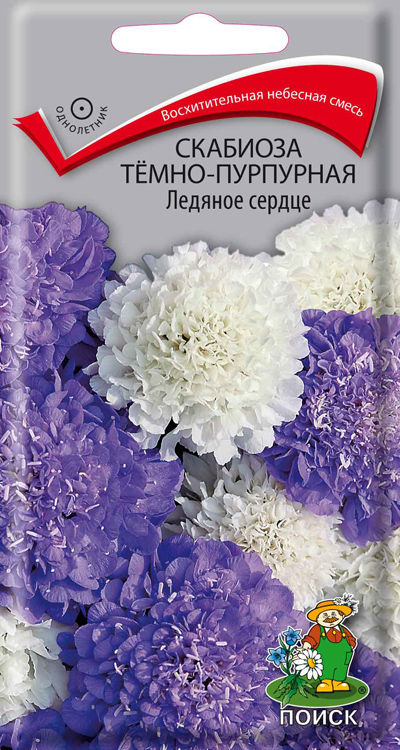 Скабиоза тёмно-пурпурная Ледяное сердце (ЦВ) ("1) 10шт