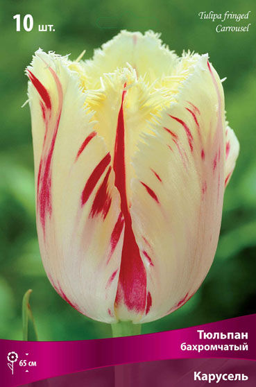 Тюльпан бахромчатый Карусель (белый с малиновыми штрихами) 10 шт