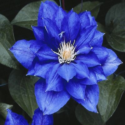Клематис крупноцветковый Бьюти оф Ворчестер (сине-фиолетовый, махровый, 1шт)