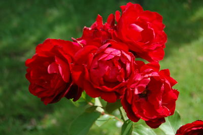 Роза флорибунда Лили Марлен (красный)