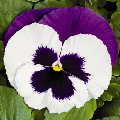 Виола крупноцветковая Инспайер Делюкс Вайт Виолет Винг (1уп-1000шт)