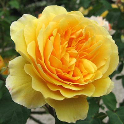 Роза английская парковая Грэхэм Томас (желтый)