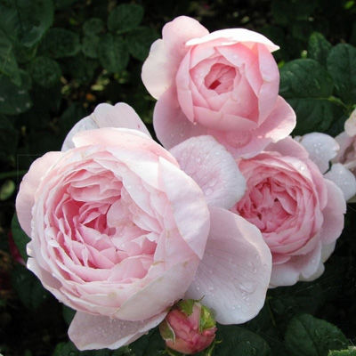Роза английская парковая Квин ов Свиден (розовый)