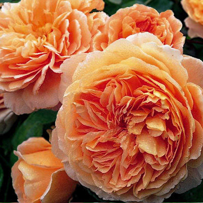 Роза английская парковая Краун Принцесс Маргарет (абрикосово - оранжевый)