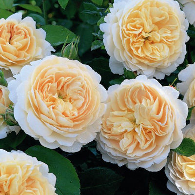 Роза английская парковая Крокус Роуз (кремовый)