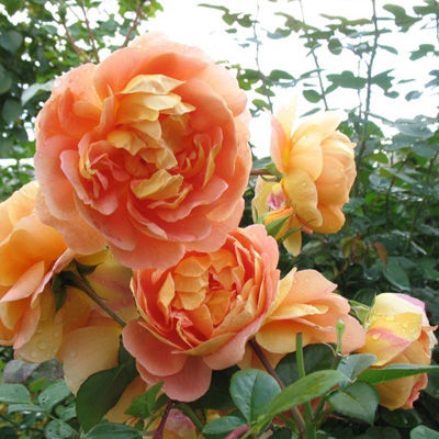 Роза английская парковая Пэт Остин (оранжевый)