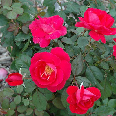 Роза канадская парковая Виннипег Паркс (красный, полумахровый, высота 0,7-0,8м)