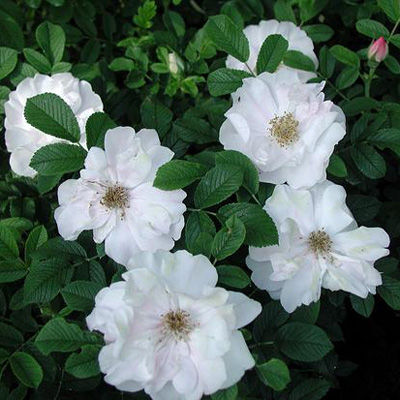 Роза канадская парковая Генри Хадсон (белый, полумахровый, высота 0,9-1,0 м)