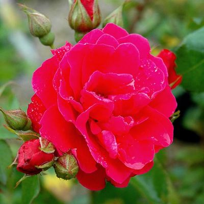 Роза канадская парковая Джордж Ванкувер (розовый, полумахровый, высота до 1м)