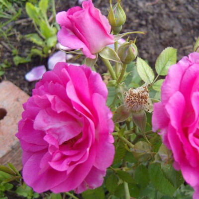 Роза парковая Дэвид Томпсон (красный,тип розы ругозы, высота 1,2м)