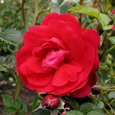 Роза канадская парковая Николас (красный, полумахровый, высота 0.75 м)