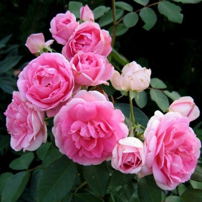 Роза канадская парковая Прайри Джой (нежно-розовый, махровый, высота 1.5м)