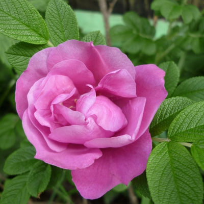 Роза канадская парковая Чарльз Альбанель (сиренево-розовый, полумах., тип розы ругозы, выс 1,2м)