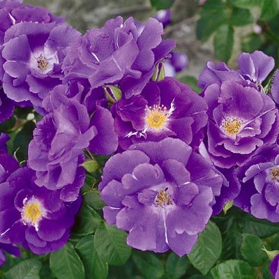 Роза парковая Рапсоди ин Блю (пурпурно-фиолетовый)