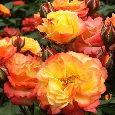 Роза флорибунда Румба (от ярко-красного с желтым центром до карминово-красной)