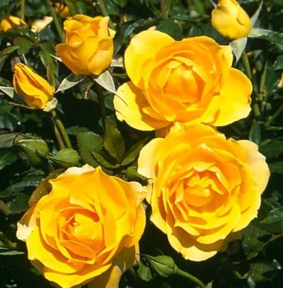 Роза флорибунда Алголд (золотисто-желтый)