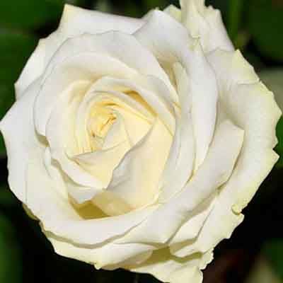 Роза чайно-гибридная Аваланш (белый)