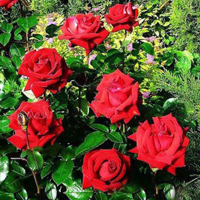 Роза чайно-гибридная Ингрид Бергман (темно-красный)