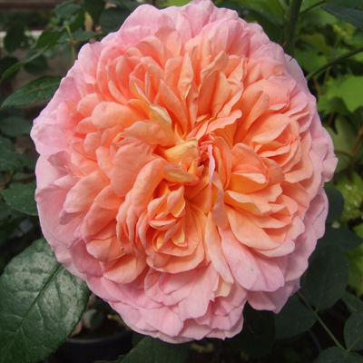 Роза английская парковая Абрахам Дерби (оранжево-розовый)