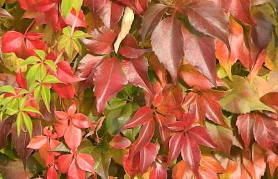 Виноград пятилисточковый (лист зеленый, осенью красный)