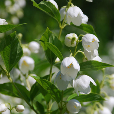 Жасмин садовый (Чубушник) Воздушный десант (цветки белые, с ароматом земляники)