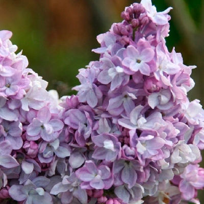 Сирень обыкновенная Леон Гамбетта (цветки махровые, розовато-лиловые с голубизной)